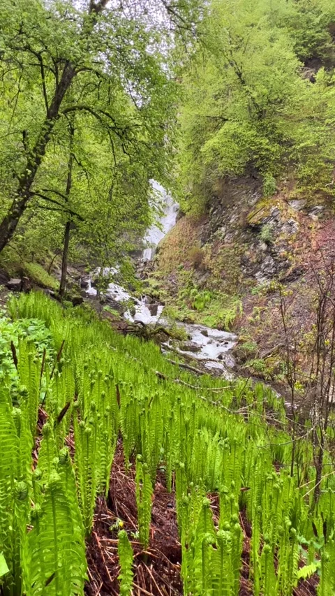 Lyazhginsky waterfall in the spring forest.  Stock Footage 273371904