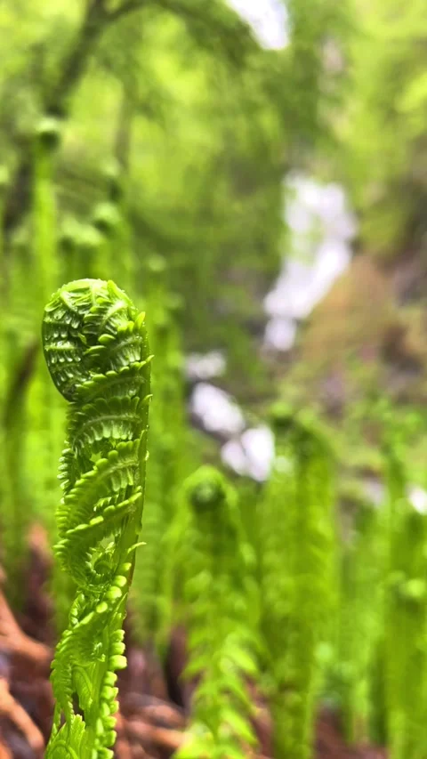 Lyazhginsky waterfall in the spring forest.  Stock Footage 274265330