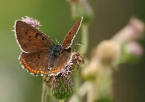 Lycaena alciphron Foto stock
