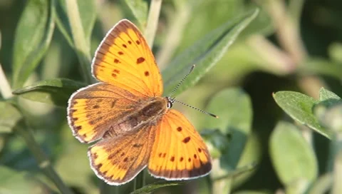 Lycaena dispar / large copper butterfly, female Stock Footage 8664591