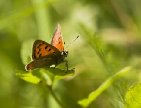 Lycaena phlaeas Stock Photos