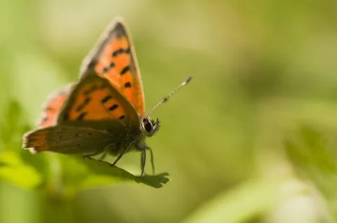 Lycaena phlaeas Stock Photos