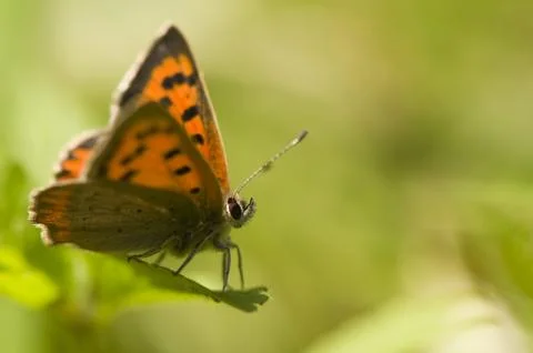 Lycaena phlaeas Stock Photos