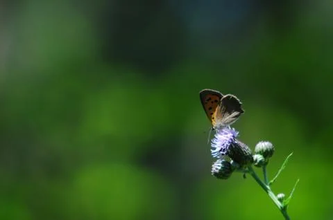 Lycaena phlaeas Stock Photos
