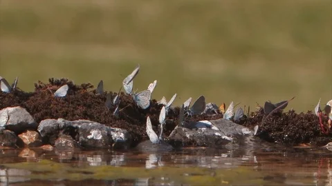 Lycaenidae Butterfly in a tiny lake 스톡 동영상 126999414