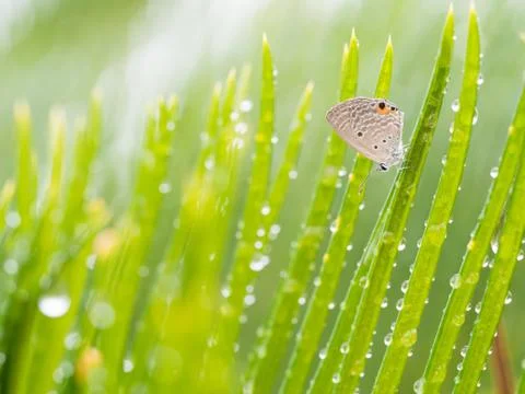 Lycaenidae Stock Photos