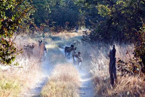 Lycaons at dawn Stock Photos