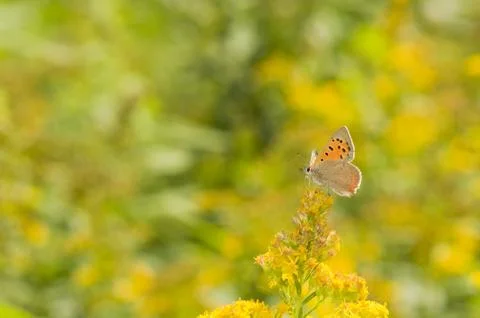 Lycena phlaeas Foto stock