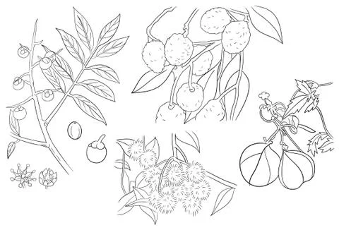 Lychee and Nephelium Flower Fruit and Tree Outline Stock Illustration