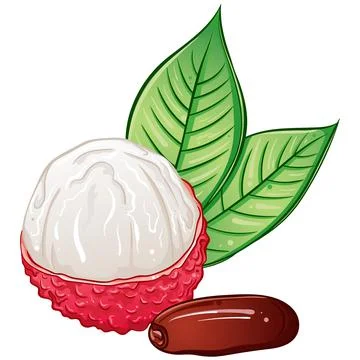 Lychee berry fruit Stock Illustration