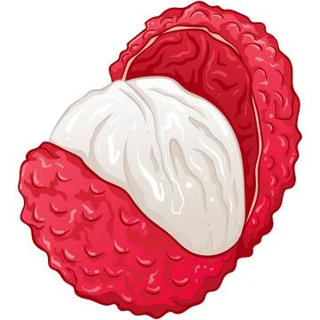 Lychee berry fruit Stock Illustration