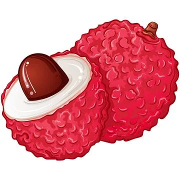 Lychee berry fruit Stock Illustration