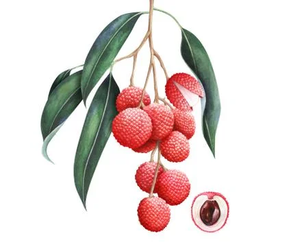 Lychee branch isolated on white background. Hand drawn watercolor illustratio Stock Illustration