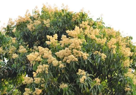 Lychee flower 스톡 사진