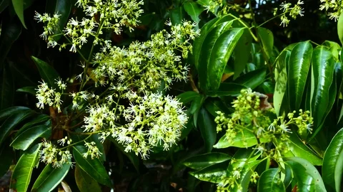 Lychee flowers on a tree Stock Footage 74779986