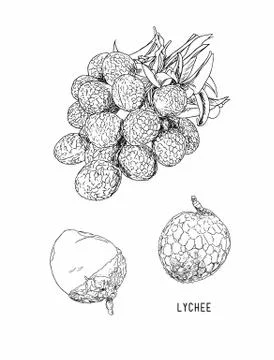 Lychee. Fresh tropical fruit element. sketch vector. Stock Illustration