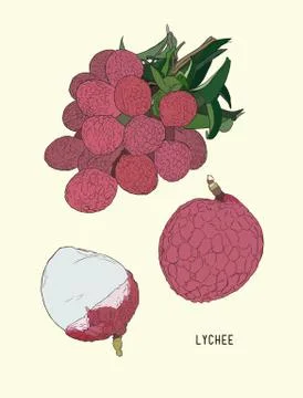 Lychee. Fresh tropical fruit element. sketch vector. Stock Illustration