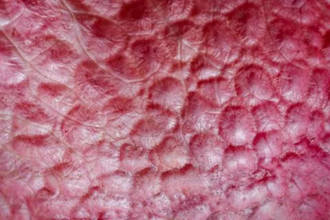 Lychee fruit on the background of close-up macro Foto stock