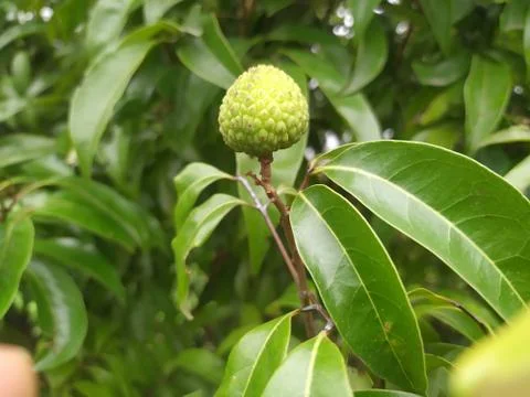 Lychee fruit of Bangladesh Stock Photos