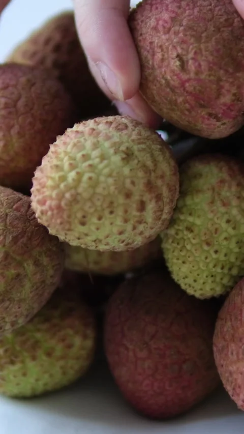 Lychee fruit bunch Close-up of a lychee bunch hanging on a branch, rough red Stock Footage 310155599