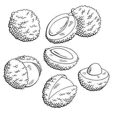 Lychee fruit graphic black white isolated sketch illustration vector Stock Illustration