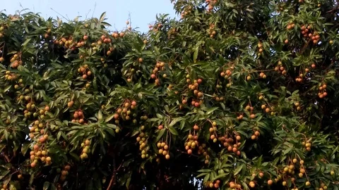 The lychee fruit hangs on the lychee tree Stock Footage 90105252