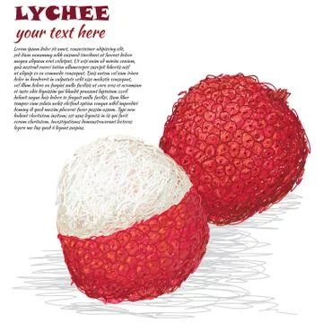 Lychee fruit Stock Illustration