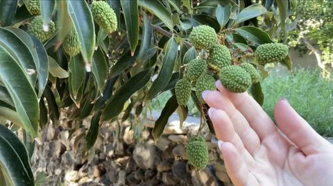 Lychee fruit Foto stock