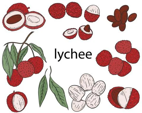 Lychee fruit set. Vector. Collection of colored fruits on a white background. Ilustração Stock