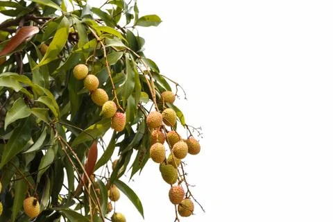 Lychee  fruit on tree and background isolated Stock Photos