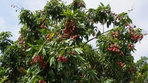 Lychee Fruit Tree Stock Footage 335214853