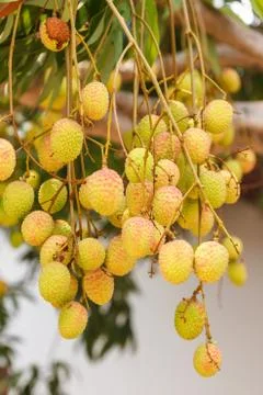 Lychee fruit  on tree Stock Photos