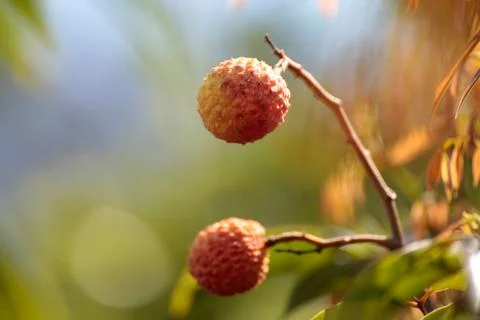 Lychee Fruit on Tree Foto stock