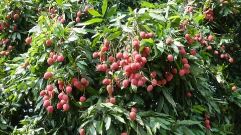 Lychee Fruits Stock Footage 335218533