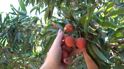 Lychee harvest Hand Taking a Fruit from the tree Stock Footage 240495810