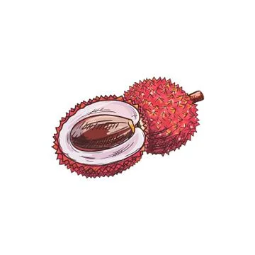 Lychee isolated tropical fruit sketch whole, half Illustrazione stock