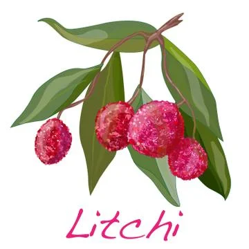 Lychee isolated. Vector. Illustrazione stock