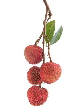 Lychee isolated on white Stock Photos