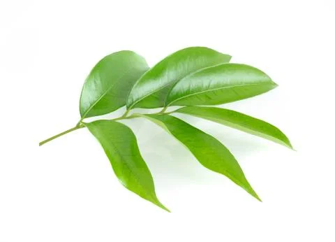 Lychee leaf isolated on white background Stock Photos