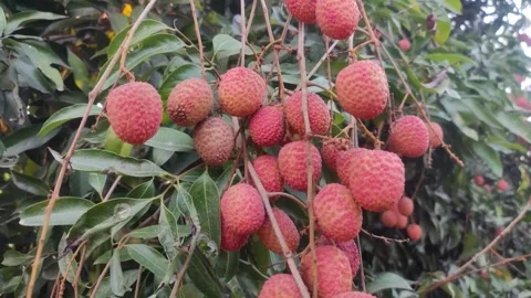 Lychee is a monotypic taxon and the sole member in the genus Litchi in the .. Stock Footage 245733242