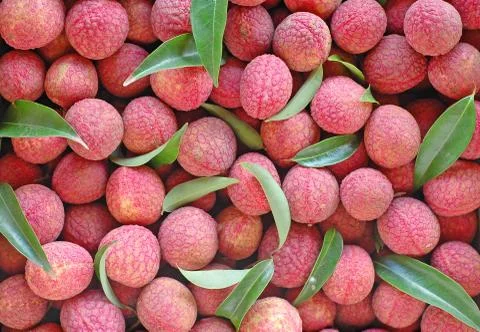 Lychee 스톡 사진