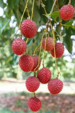 Lychee Stock Photos