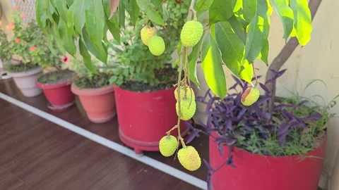 Lychee Plant Care Tips for Your Home Garden Stock Footage 313571731