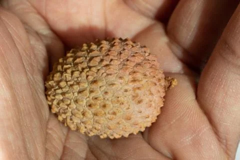 Lychee resting on a palm Fotos de archivo