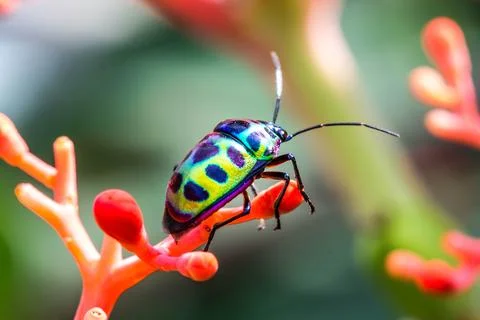 Lychee shield bug chrysocoris stolli scutelleridae Stock Photos