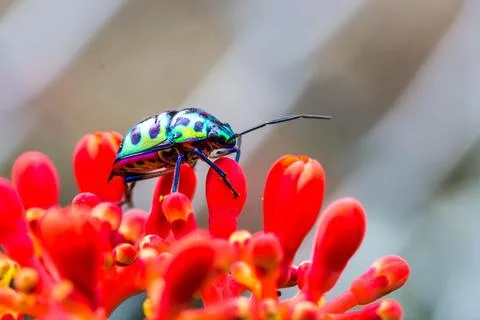 Lychee shield bug chrysocoris stolli scutelleridae Stock Photos