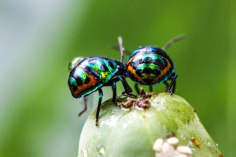 Lychee Shield Bug Fotos Stock