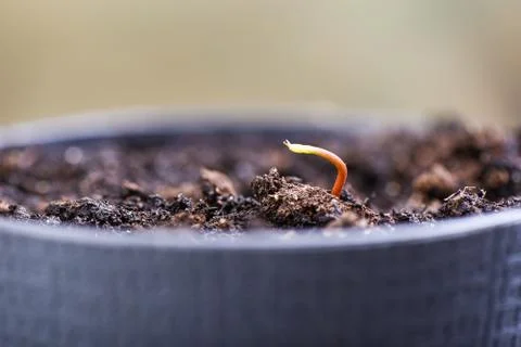 Lychee sprout from the ground in a pot. Stock Photos