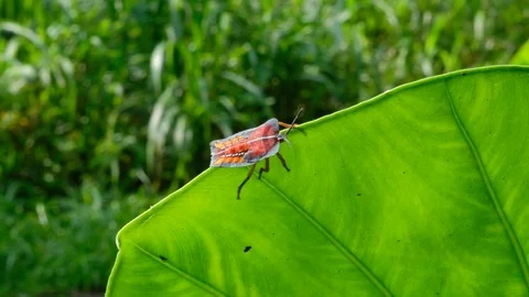 Lychee stink bug on Alocasia Leaf Stock Footage 76115622