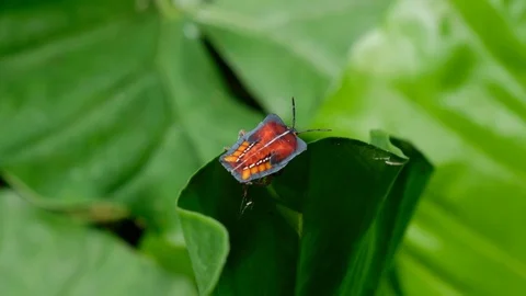 Lychee stink bug on Alocasia Leaf Stock Footage 76115632